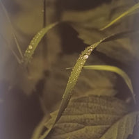 Recent Post