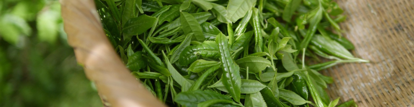 Thé vert